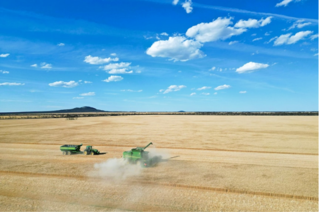Western Australia starts harvesting what could be a record-breaking grain crop